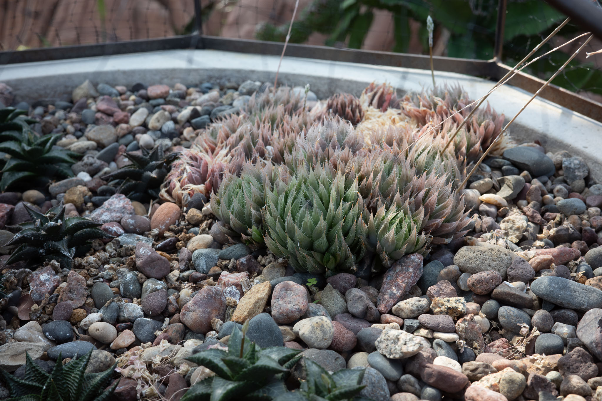 mitchellparkdomes2024 06