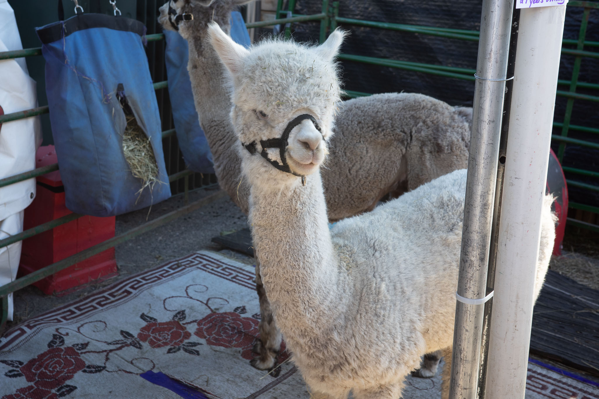 Minnesota State Fair 2025 - Photo 7