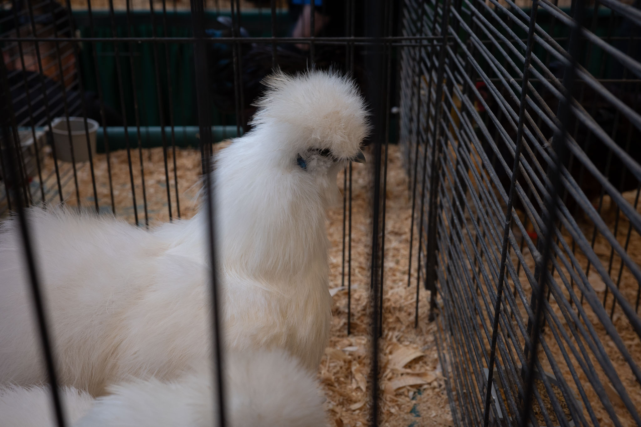 Minnesota State Fair 2025 - Photo 10